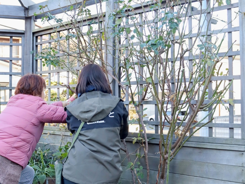 バラメンテナンス